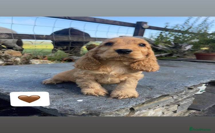 Cocker Spaniel dogs - Advert 6