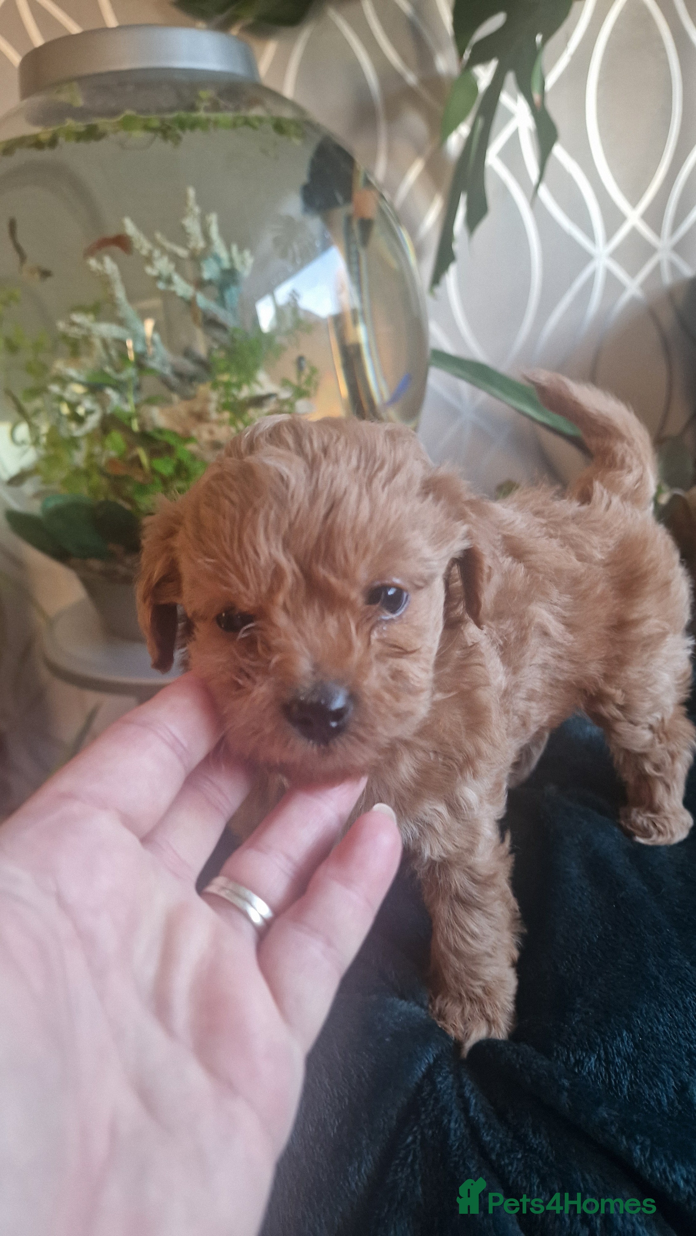 Chipoo dogs Asian chipoo last female  - Advert 3