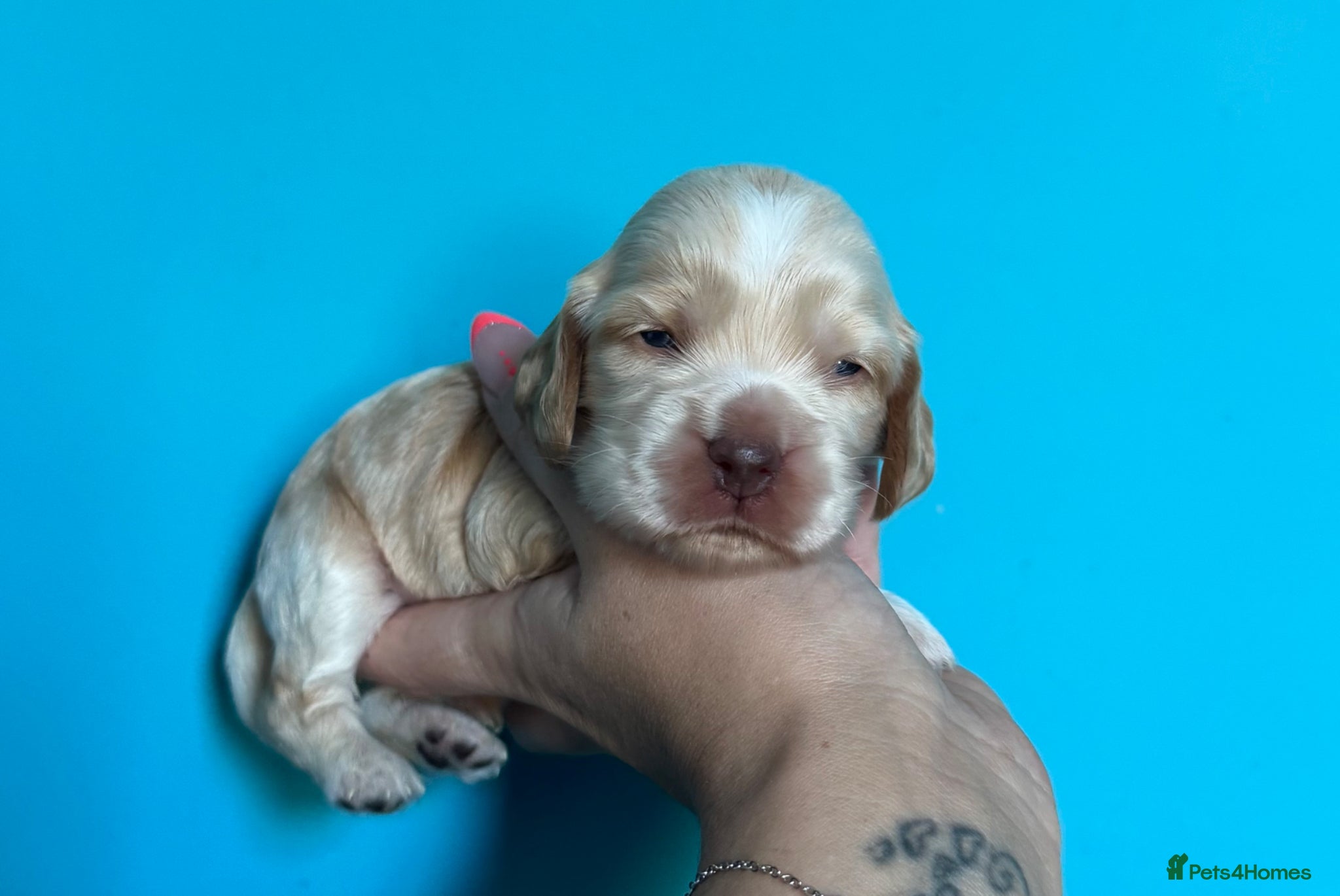 Cocker Spaniel dogs ❤️Only one stunning gold boy remaining❤️ - Advert 2