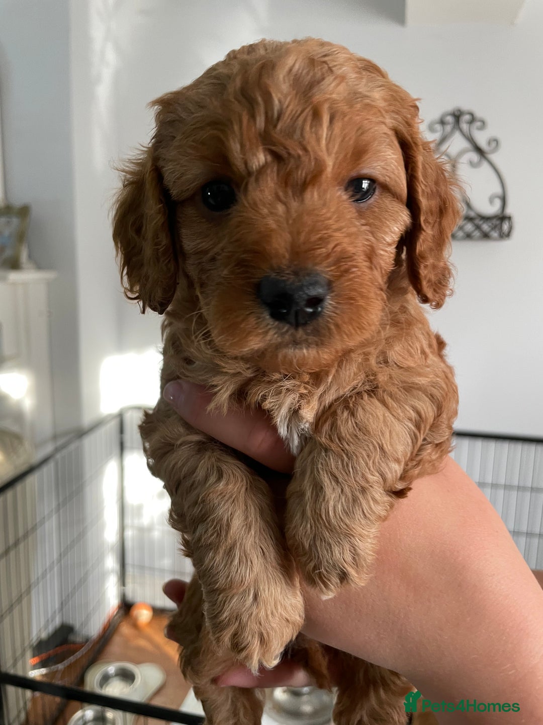 Mixed Breed dogs for sale: Beautiful Cavapoo puppies  - Image 14
