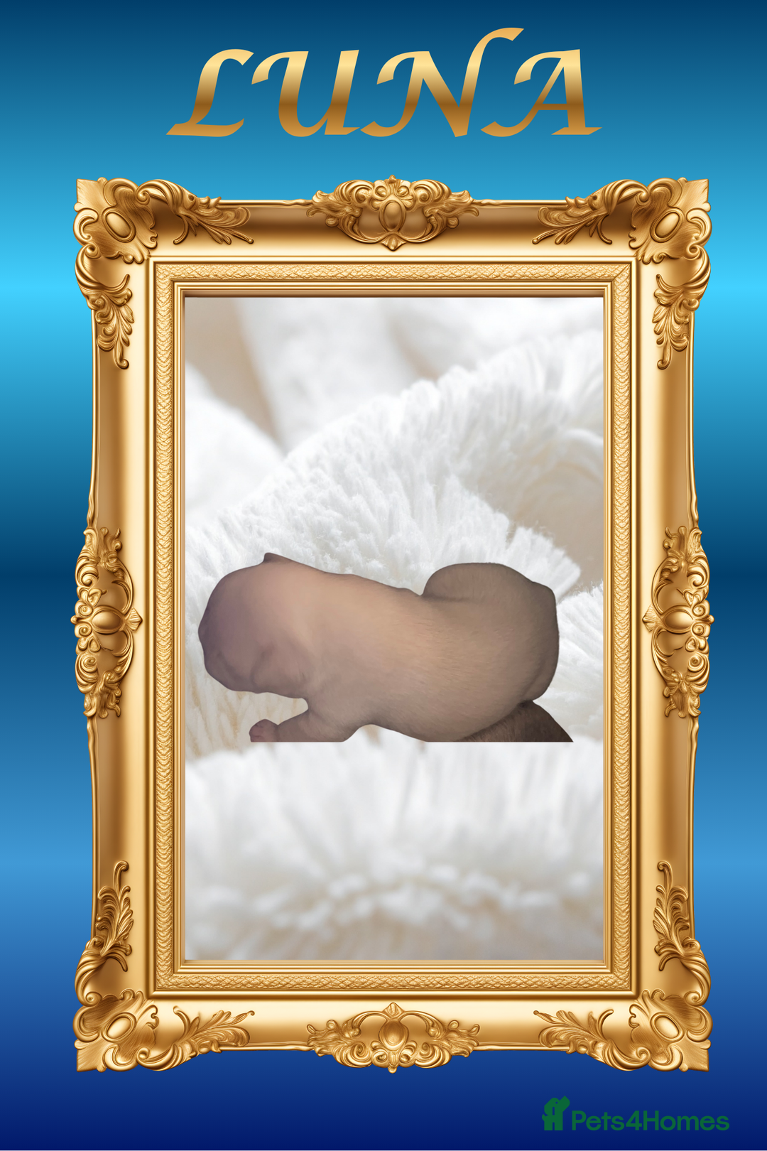 French Bulldog dogs for sale: Born Of Zeus Of Thunder - Advert 3