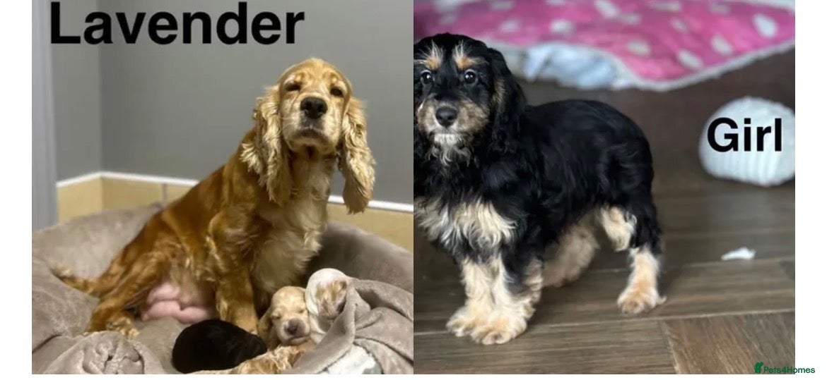 Cockapoo dogs Stunning cockapoo boys and girls ready now  - Advert 1