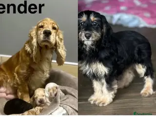 Cockapoo dogs Stunning cockapoo boys and girls ready now - Advert 2