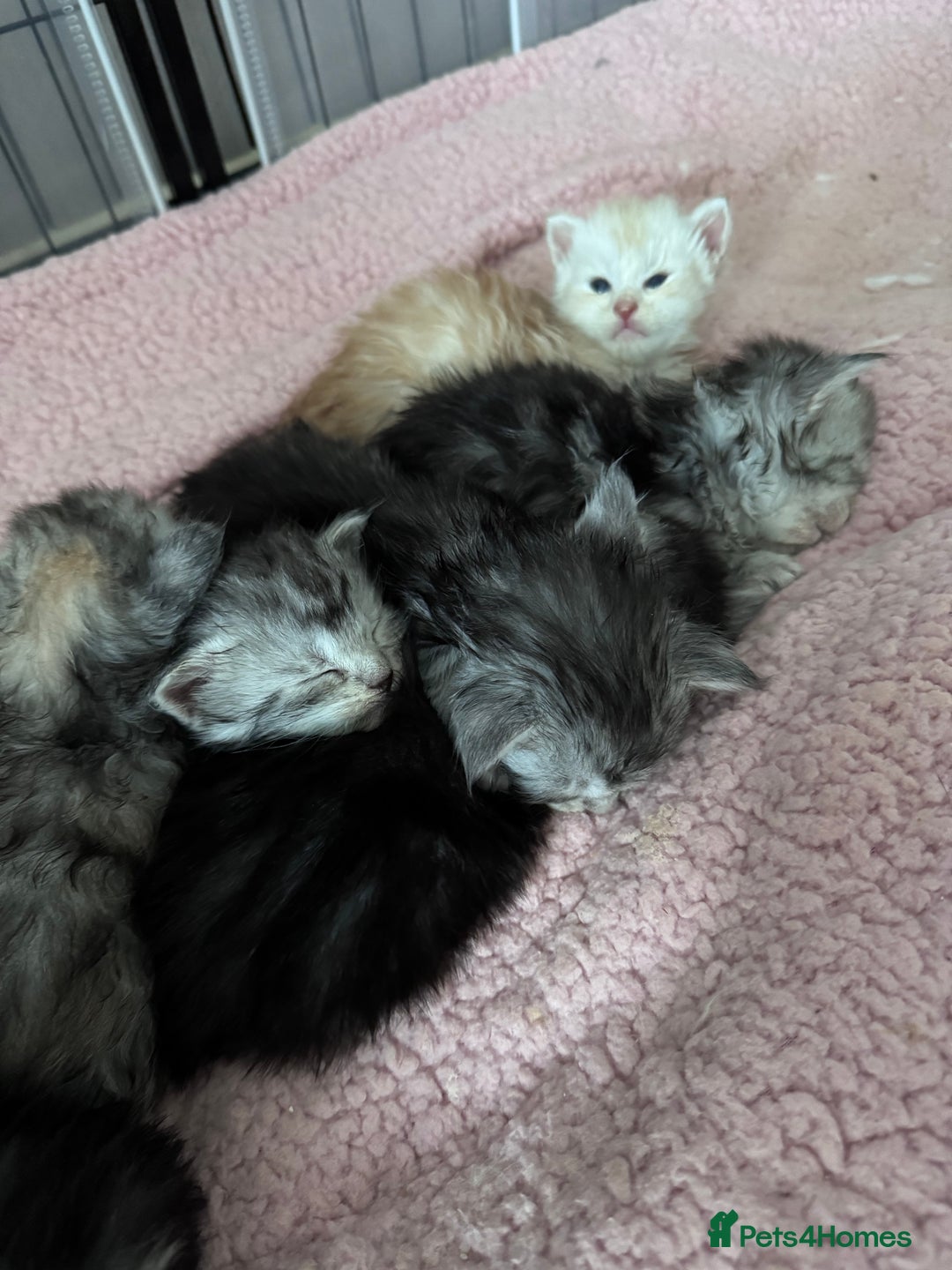 Maine Coon cats for sale: 🌟🌟Beautiful  Maine Coon kittens 🌟🌟🌟 - Advert 17