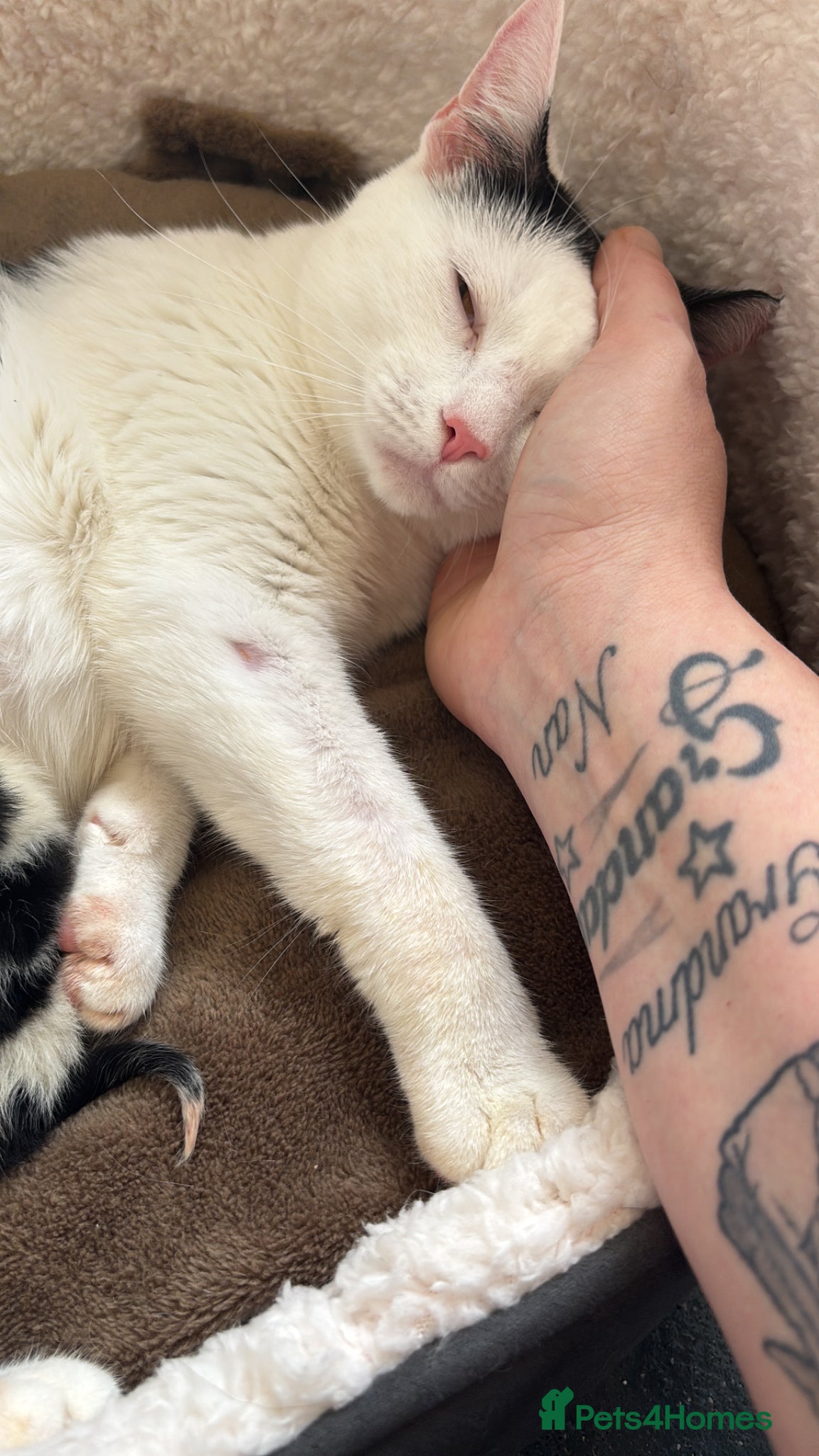 Mixed Breed cats for sale: Make and female kitten in Biggleswade - Advert 2