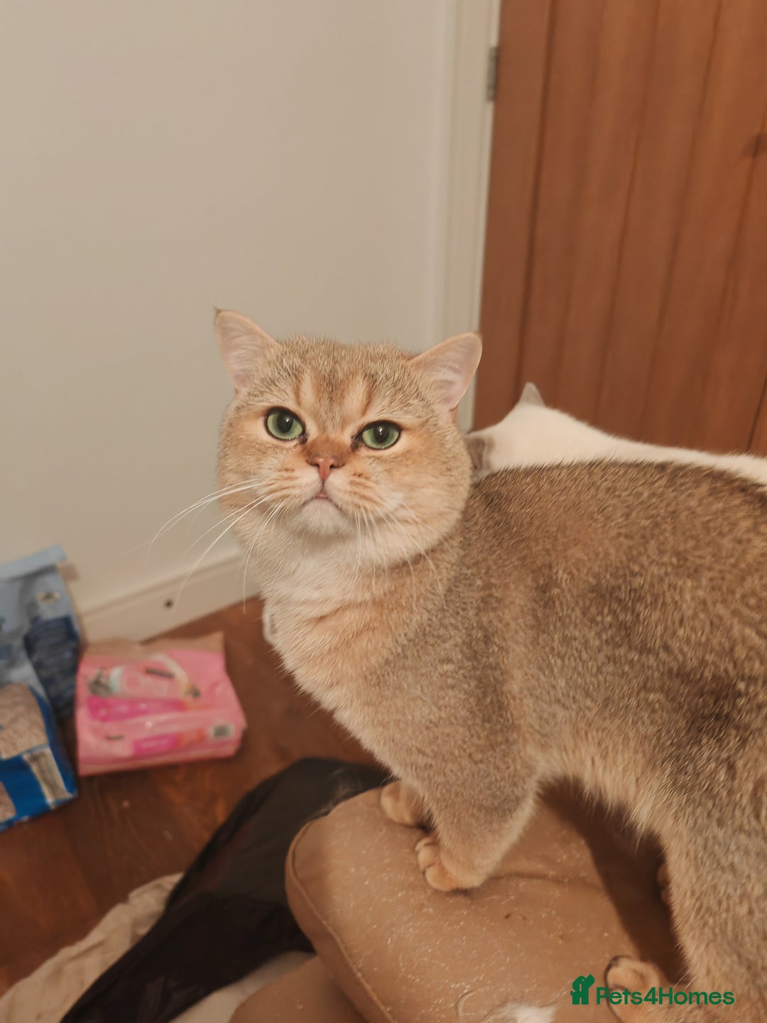 British Shorthair cats for sale: Millie available Pegidree adult loving BSH - Advert 3