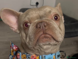 French Bulldog dogs - Advert 1