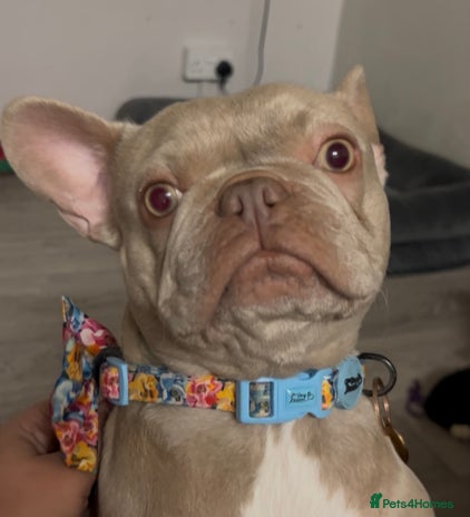 French Bulldog dogs - Advert 3