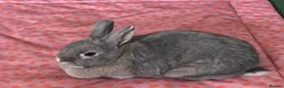 Dutch rabbits for sale: Bambi  - Advert 2