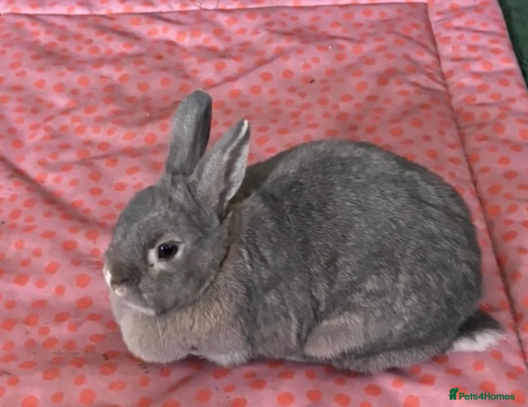 Dutch rabbits for sale: Bambi  - Advert 2
