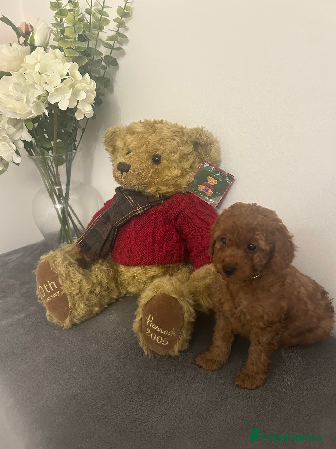 Cavapoo dogs for sale: outstanding Cavapoo’s, with heart tested parents - Advert 6