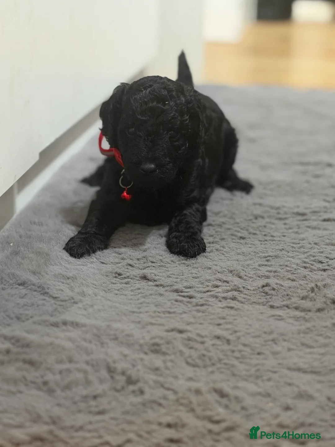 Miniature Poodle dogs for sale: mini labradoodles  - Advert 2
