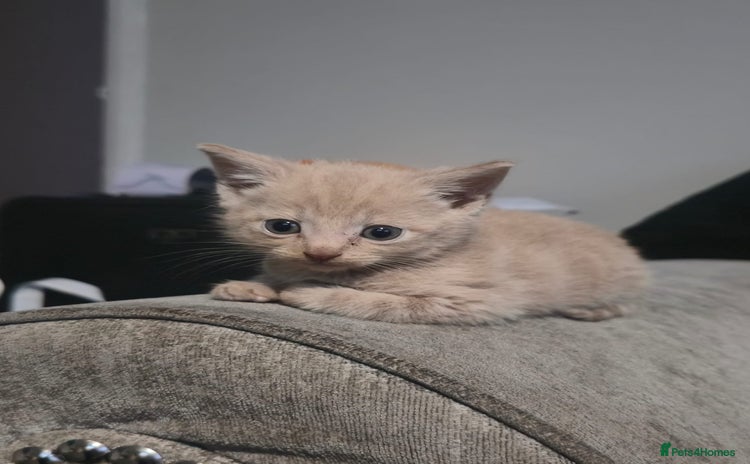 British Shorthair cats - Advert 4