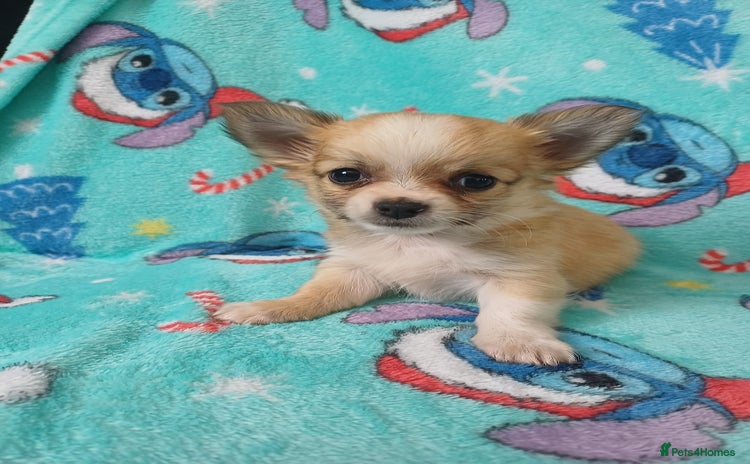 Chihuahua dogs - Advert 1