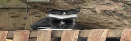 Mixed Breed cats for sale: Kitten looking for there forever homes  - Advert 5