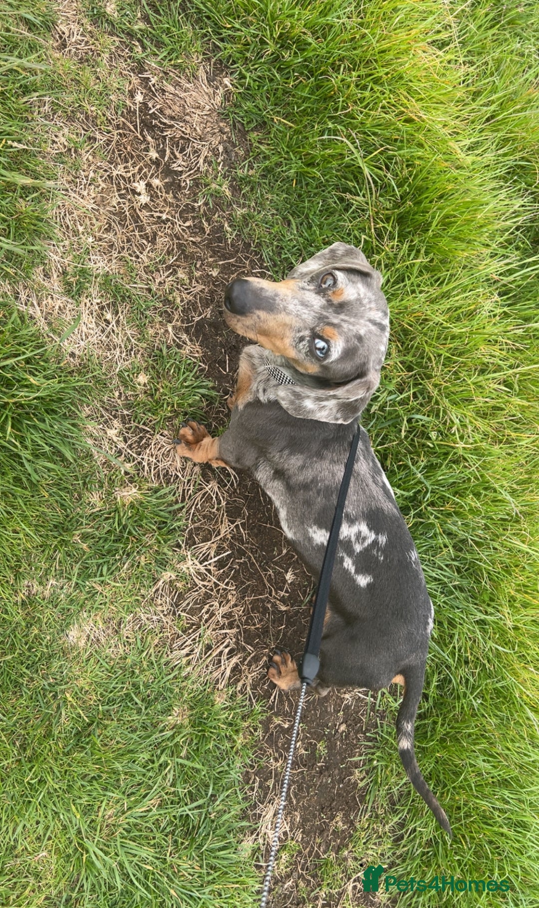 Miniature Dachshund dogs for sale: Blue eyed miniature dachshund puppies - Image 13
