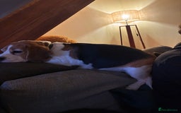 Beagle dogs for sale: Bernie Beagle  - Image 6