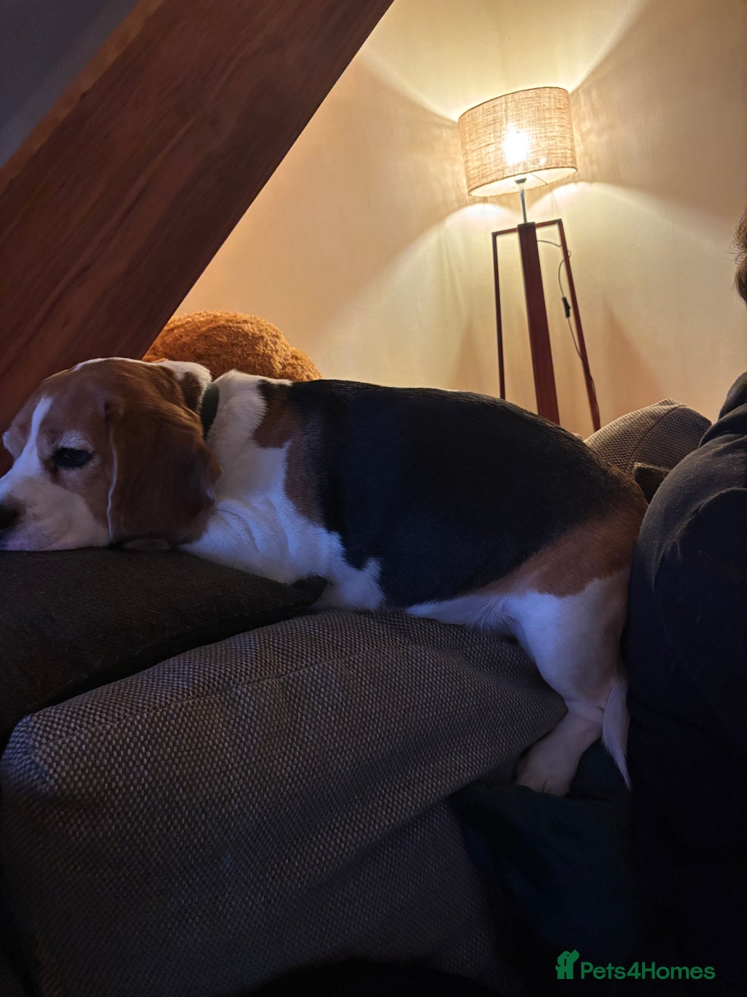 Beagle dogs for sale: Bernie Beagle  - Image 6