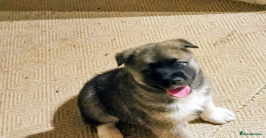 Mixed Breed dogs Akita/malamute  - Advert 11