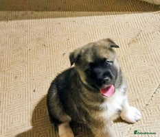 Mixed Breed dogs Akita/malamute - Advert 12