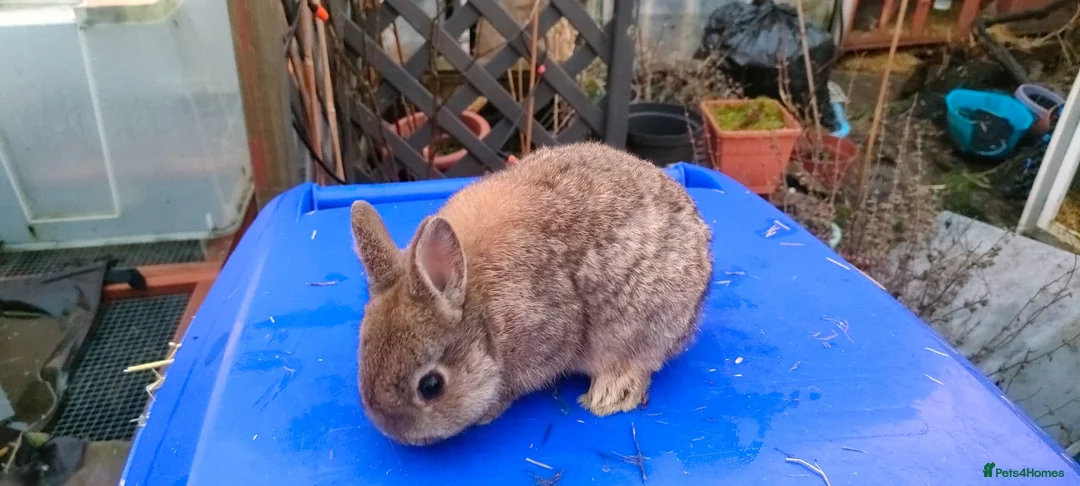 Netherland Dwarf rabbits for sale: Adorably Cute Baby Netherland Dwarves- M and F  - Advert 7