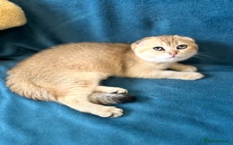 Scottish Fold cats for sale: Gold Chinchilla Scottish fold baby’s  - Image 11