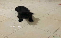 Mixed Breed dogs for sale: Miniature poodle cross terrier - Image 1