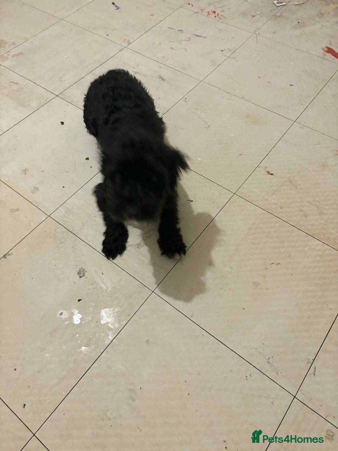 Mixed Breed dogs for sale: Miniature poodle cross terrier - Image 1