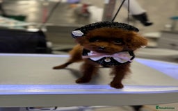 Toy Poodle dogs for sale: Asian teddy face toy poodles boys - Image 16