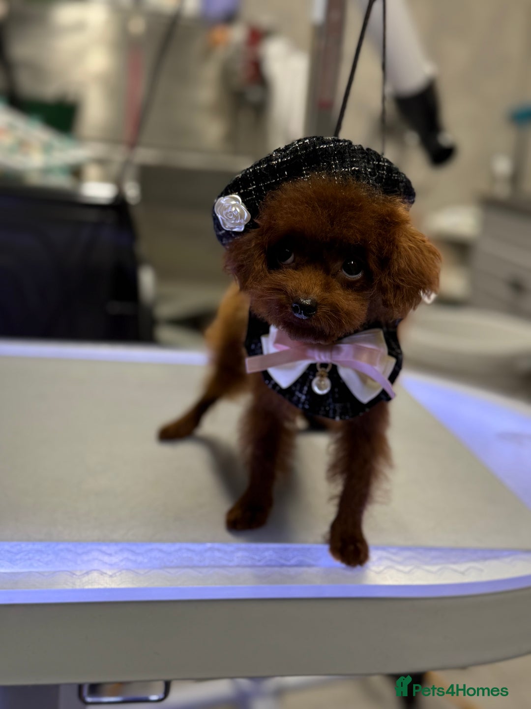 Toy Poodle dogs for sale: Asian teddy face toy poodles boys - Image 16
