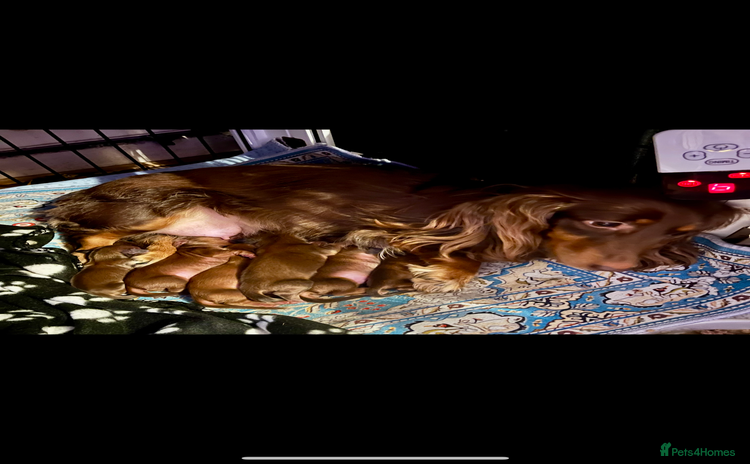 Miniature Dachshund dogs - Advert 5