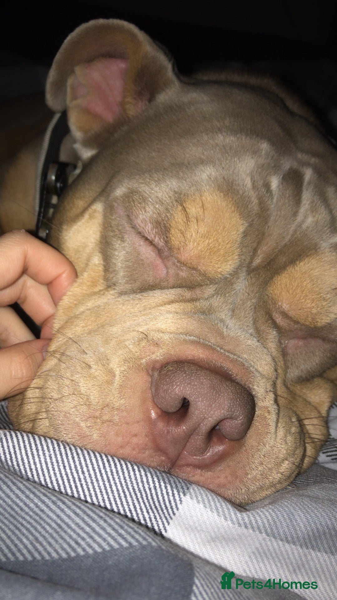 American Bully dogs for sale: Female Pocket Bully  - Image 6