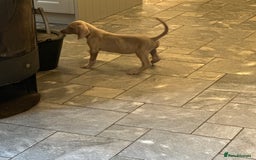 Weimaraner dogs for sale: Only 1 girl available  - Image 7