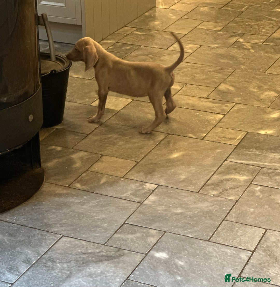 Weimaraner dogs for sale: Only 1 girl available  - Image 7