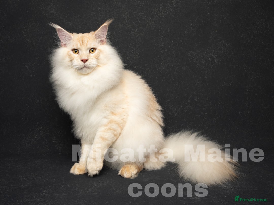 Maine Coon cats for sale: GCCF Pedigree Maine Coons  - Image 16