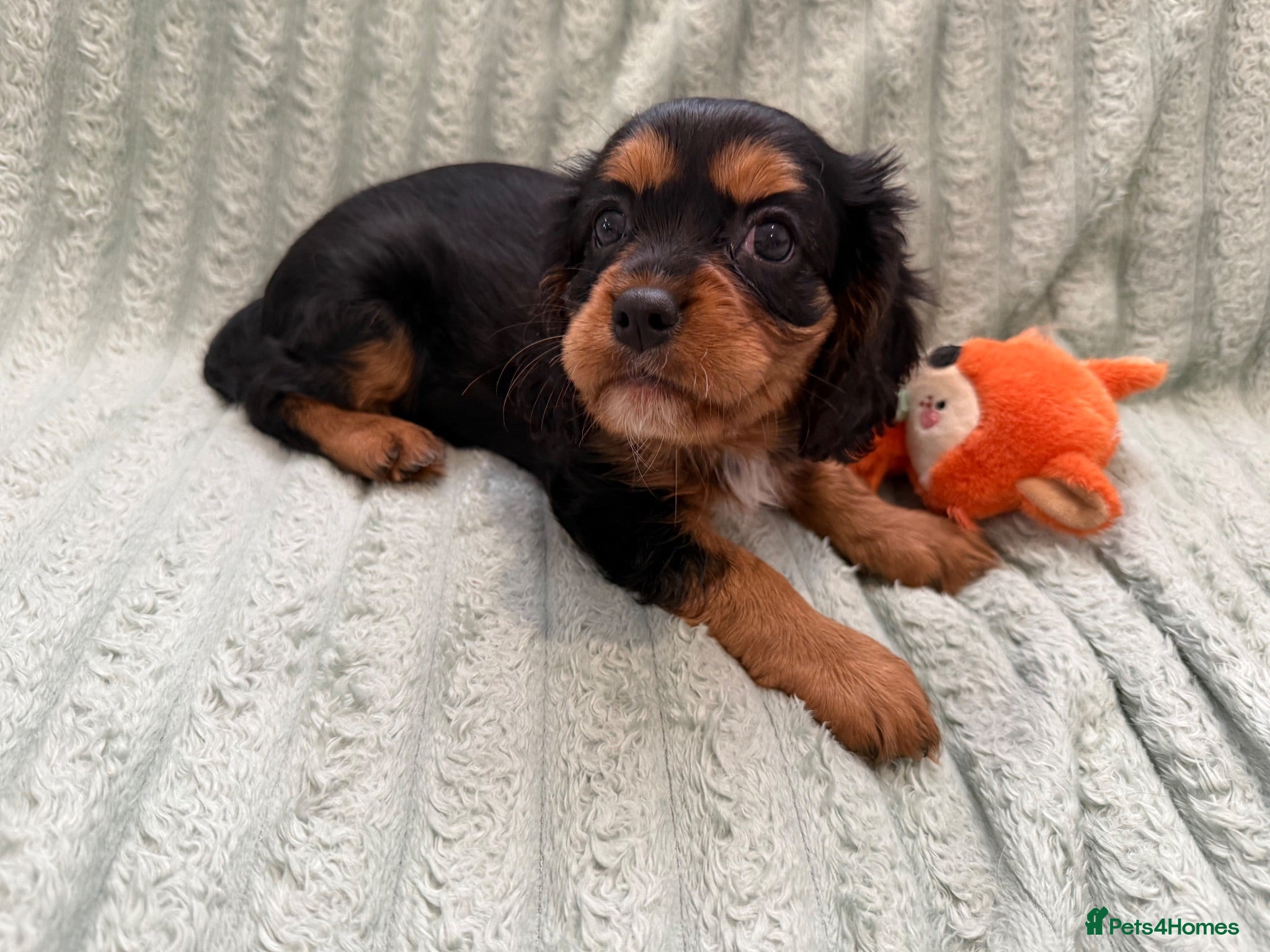 Cavalier King Charles Spaniel dogs Sweet RKCR Cavalier King Charles Spaniel Puppies - Advert 1