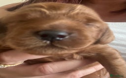 Cavapoo dogs for sale: Cute cavas for best homes only!  - Image 19
