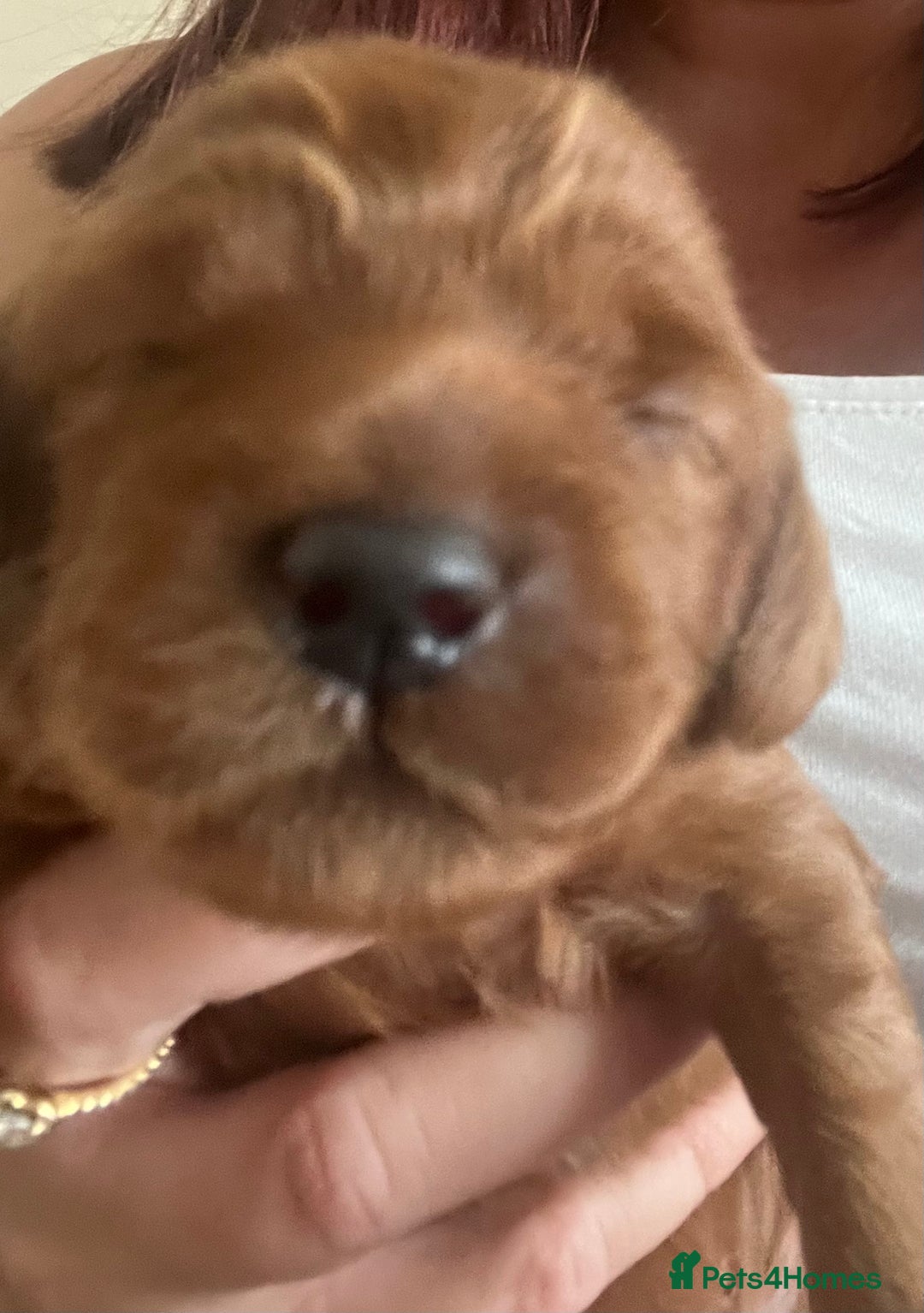 Cavapoo dogs for sale: Cute cavas for best homes only!  - Image 19