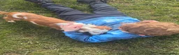 Miniature Dachshund dogs for sale: Miniature dachshund  - Advert 2