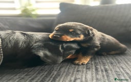Rottweiler dogs for sale: Rottweiler puppies - Image 2