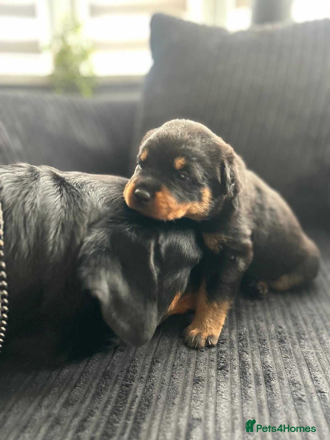Rottweiler dogs for sale: Rottweiler puppies - Image 2
