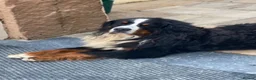 Bernese Mountain Dog dogs for sale: Stunning boys and girls - Advert 4