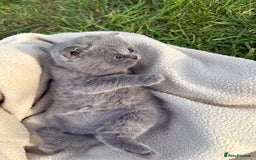 British Shorthair cats for sale: GCCF BSH Blue pedigree kittens for sale - Image 10
