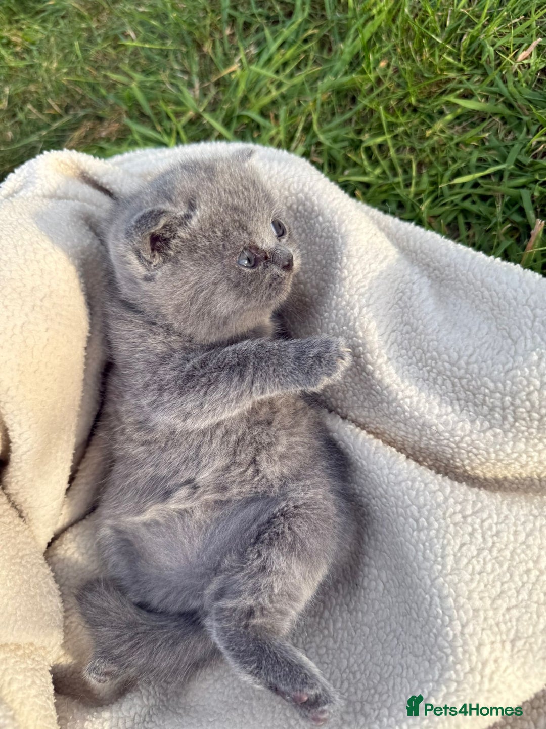 British Shorthair cats for sale: GCCF BSH Blue pedigree kittens for sale - Image 10