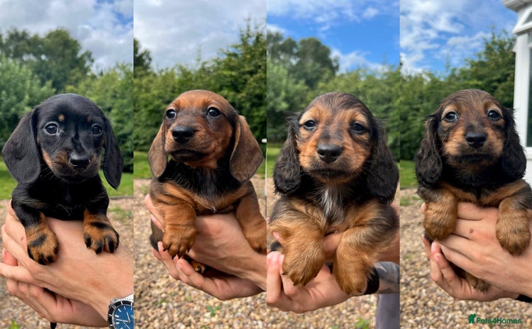 Miniature Dachshund dogs - Advert 1