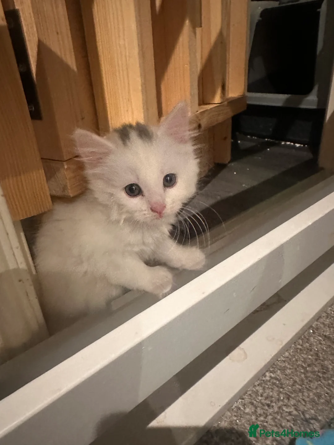 Mixed Breed cats for sale: Toe eaters!  - Advert 4