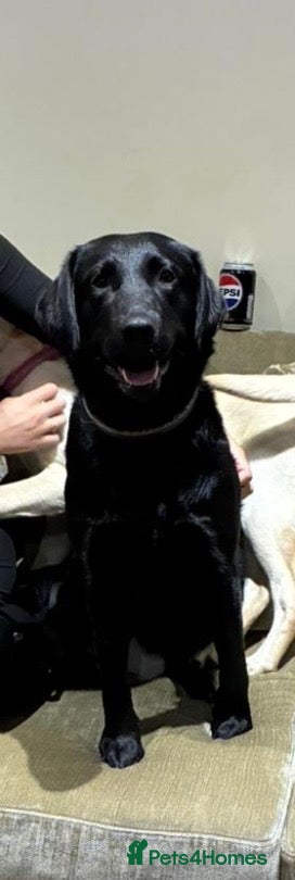 Labrador Retriever dogs Our Beautiful girl, Cleo - Advert 4