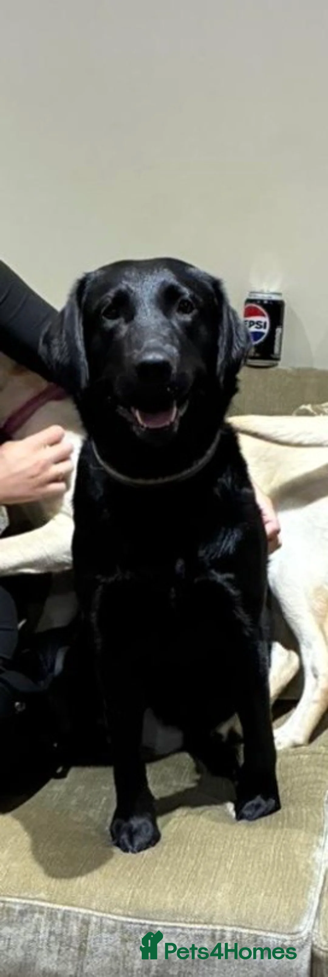 Labrador Retriever dogs for sale: Our Beautiful girl, Cleo - Advert 1