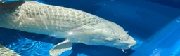Koi Carp fish for sale: Platinum Ogon Chagoi Hi Utsuri - Advert 6