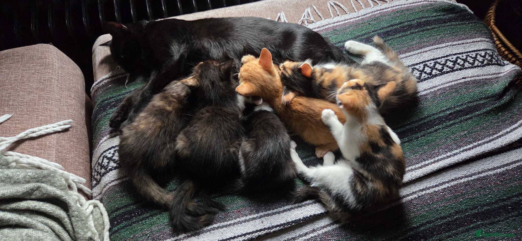Mixed Breed cats Kittens for sale  - Advert 1
